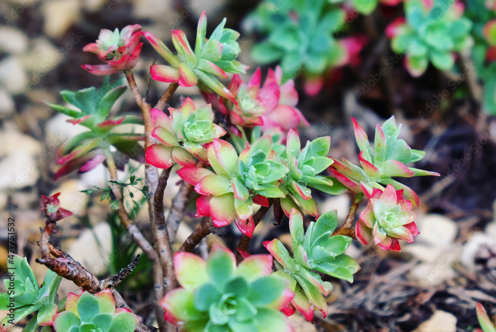 Red and green rosettes of Sedum Palmeri Red and green rosettes of Sedum Palmeri