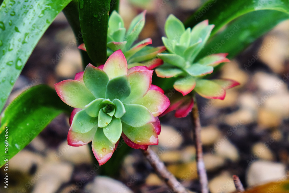 Red and green rosettes of Sedum Palmeri Red and green rosettes of Sedum Palmeri