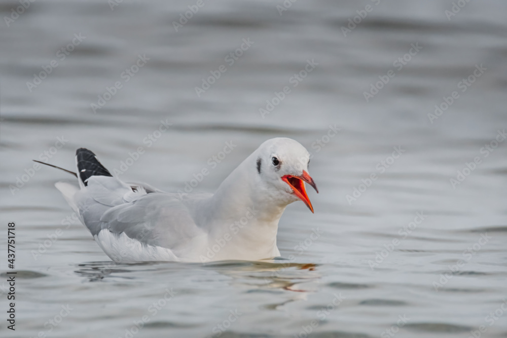 Lachmöwe im Wasser