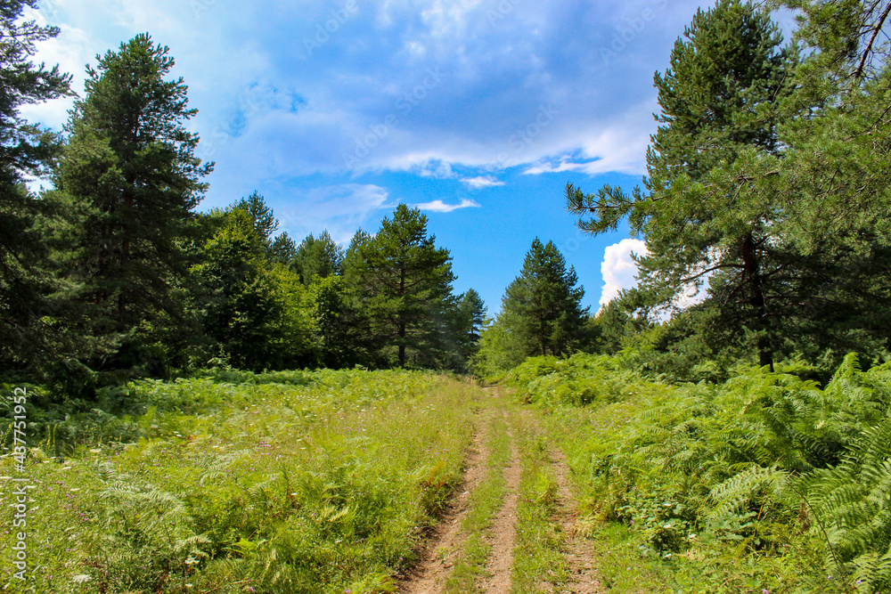 The forest. A wild road through the forest. Perfect summer landscape.