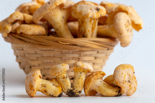 Group of small golden chanterelle (Cantharellus cibarius) mushrooms, also known as girolle, lies in line on white background. Blurred basket of mushrooms in the background. Mycology theme.