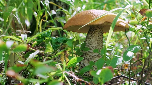 A mushroom picker cuts an edible mushroom (Leccinum versipelle) with a knife in the forest in the grass. Close up video photo