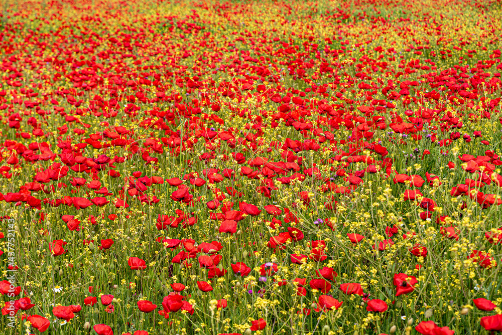 Field of red poppies with contrasting green and yellow of the field in summer
