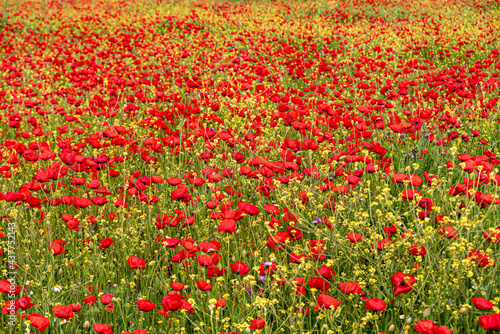 Field of red poppies with contrasting green and yellow of the field in summer photo