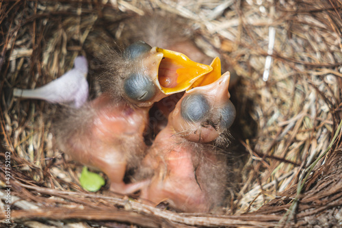 3 Crías de ave sin plumas en el nido en el jardin esperando a la madre para comer 