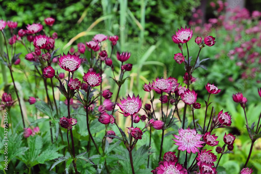 The delicate pink flowers of Astrantia 'Roma' in bloom The delicate pink flowers of Astrantia 'Roma' in bloom