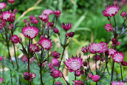 The delicate pink flowers of Astrantia 'Roma' in bloom © Alexandra