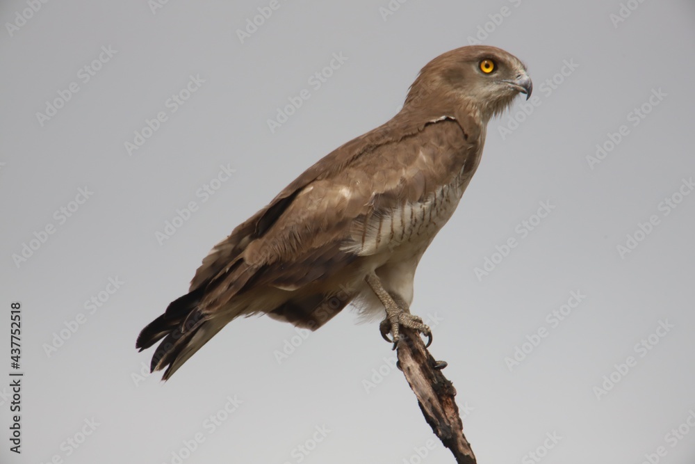 Fototapeta premium bird of prey