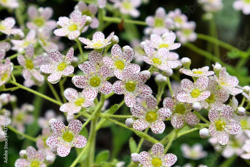 Tiny white flowers of Saxifraga 'orientalis ' in bloom