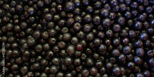 Banner. Chokeberry berries. Aronia berries. Chokeberry, aronia background. Berry. Freshly picked ripe berries. Aronia melanocarpa or black chokeberry background. Close up. Macro.