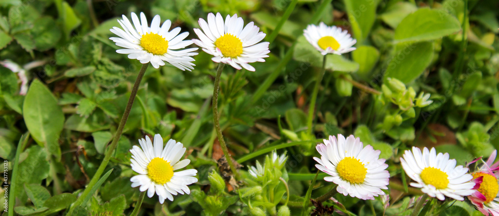 Banner. A group of beautiful daisy flowers on the lawn. Lawn daisy. Bellis perennis. Banner. A group of beautiful daisy flowers on the lawn. Lawn daisy. Bellis perennis.