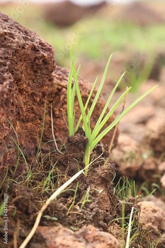 Wallpaper Mural young tropical plant in the ground Torontodigital.ca