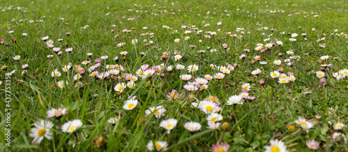 Banner. Daisies on the lawn. Many daisies on the lawn in the spring. Lawn daisies. Bellis perennis. photo