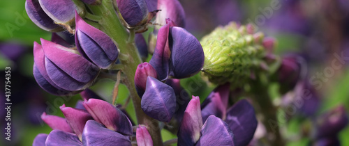 Panel kuchenny z motywem łubin2