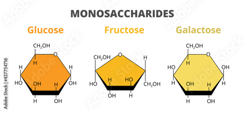 2D vector set, the molecular structure of the dietary monosaccharides – glucose, fructose, galactose molecules isolated on white background. Monosaccharides, simple sugars, monomers of carbohydrates. photo