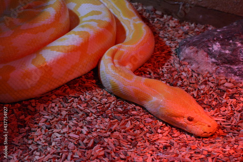Anaconda, Boa e Pitone sono i tre serpenti costriptor più grandi del mondo, in foto un esemplare giallo e bianco molto raro photo
