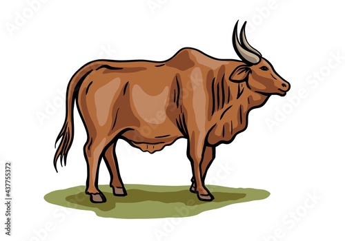 cow breeding. animal husbandry. livestock. vector sketch on a white background © la_puma