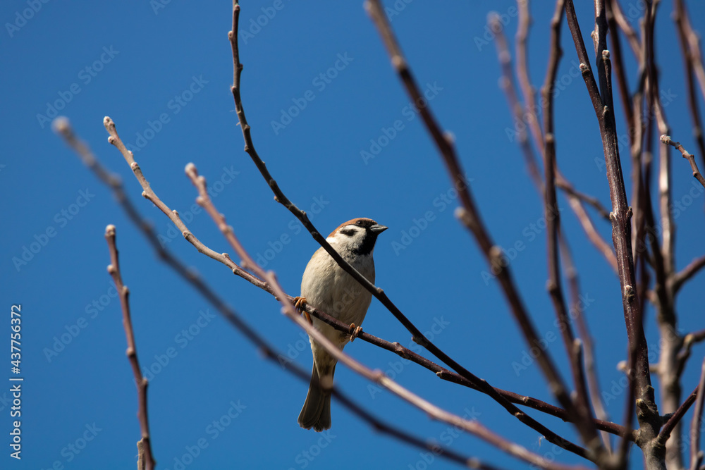 A close-up photo of a sparrow (passer) sits on a branch of a tree without leaves and looks into the camera. In the background you can see the clear blue sky. A close-up photo of a sparrow (passer) sits on a branch of a tree without leaves and looks into the camera. In the background you can see the clear blue sky.