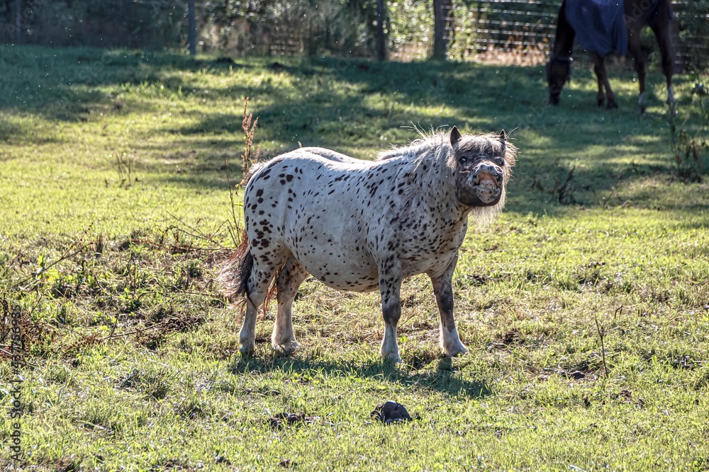 Fototapeta premium Happy Pony