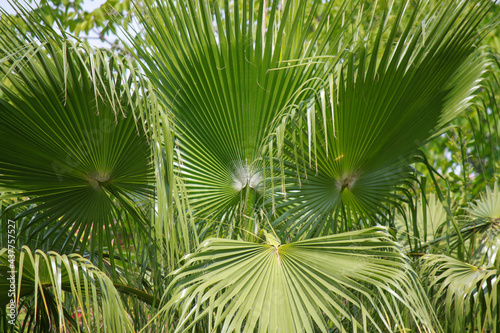 Abanico de Palmeras verdes