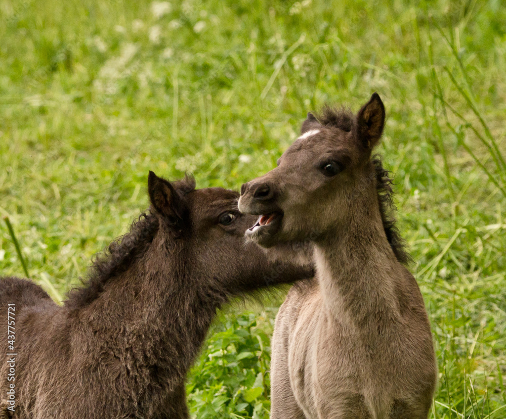 Fototapeta premium two grey, dun colored sweet foals playing and staying together in the meadow