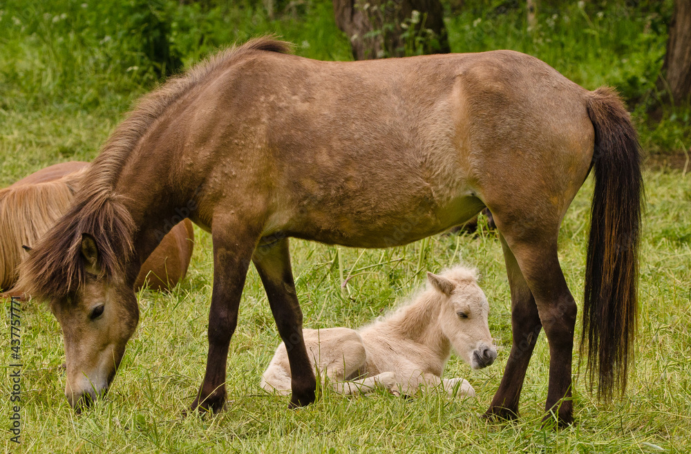 A light brown mare and its newborn white foal are grooming treasured and providently together A light brown mare and its newborn white foal are grooming treasured and providently together