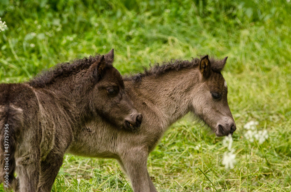 two grey, dun colored sweet foals playing and staying together in the meadow two grey, dun colored sweet foals playing and staying together in the meadow