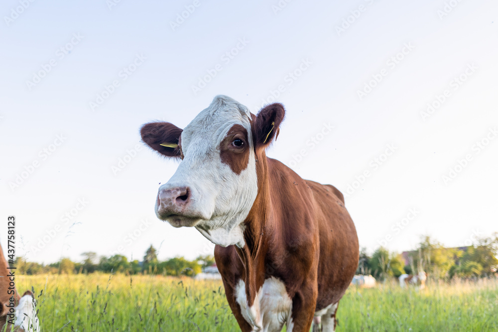 Kuh Portrait auf dem Feld