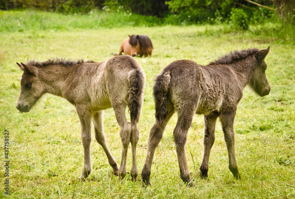 two grey, dun colored sweet foals playing and staying together in the meadow two grey, dun colored sweet foals playing and staying together in the meadow