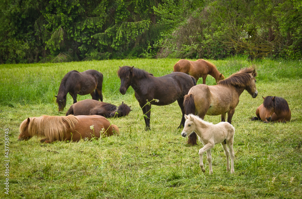some mares of Icelandic horses with some newborn foals laying in the grass, protected by their mothers