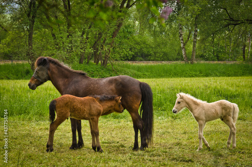 a mare is protecting her newborn foal providently in the meadow photo