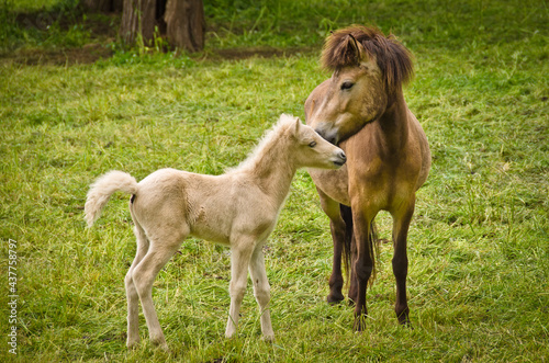 A light brown mare and its newborn  white foal are grooming treasured and providently together photo