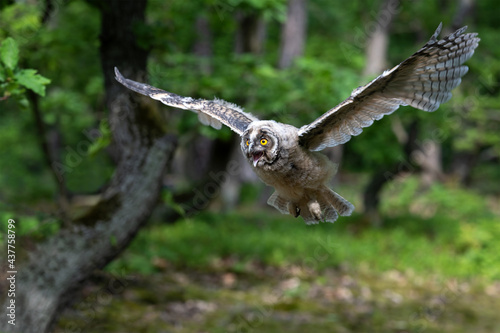 Eared eared owl flies in the woods among the trees.