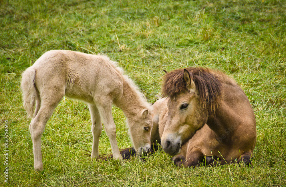 A light brown mare and its newborn white foal are grooming treasured and providently together A light brown mare and its newborn white foal are grooming treasured and providently together