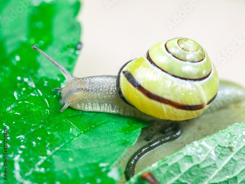 Colored snails in spring