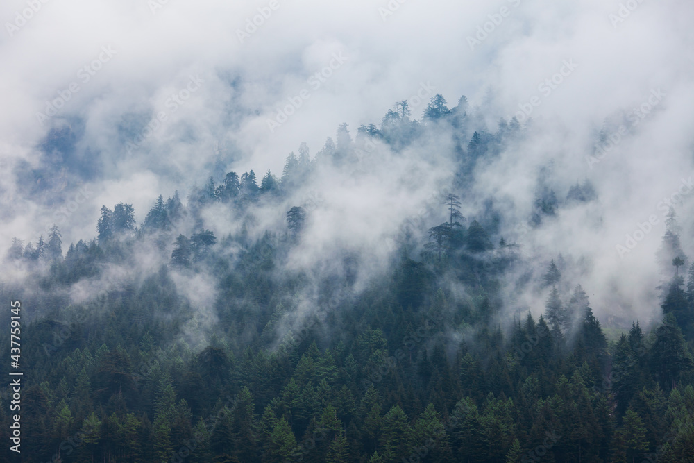 Forested mountains in cloud and mist