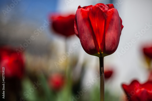 beautiful tulip buds bloom and smell in a botanical garden