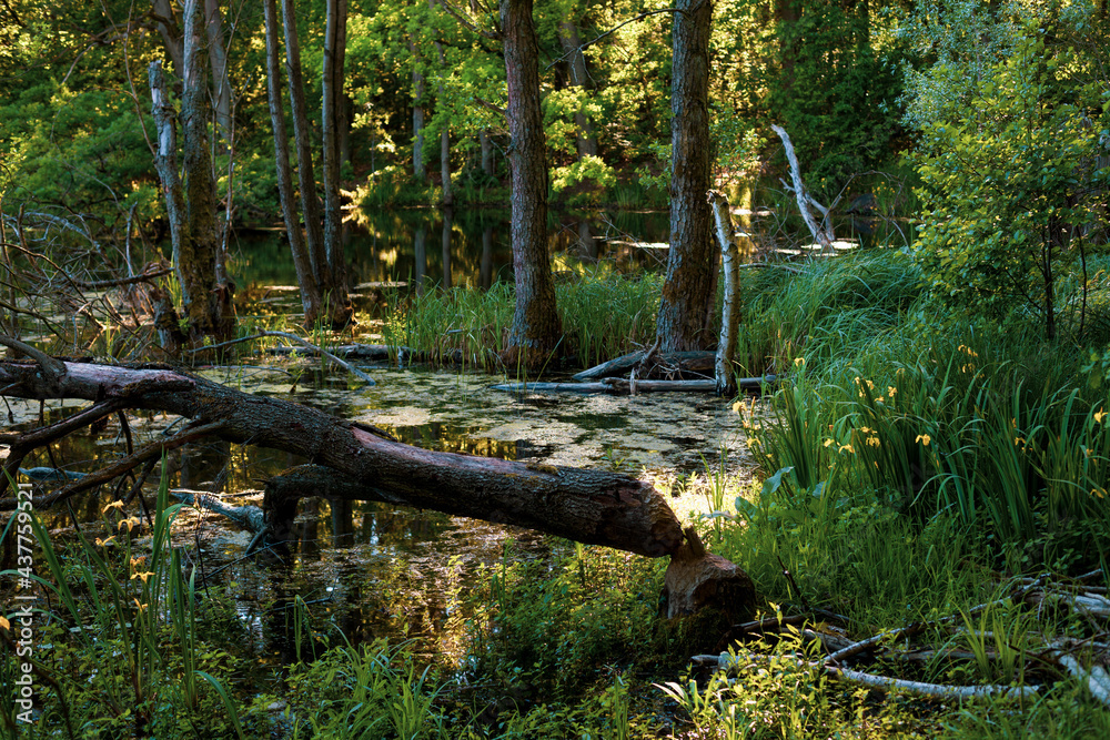 The beautiful view of swamp in the morning light