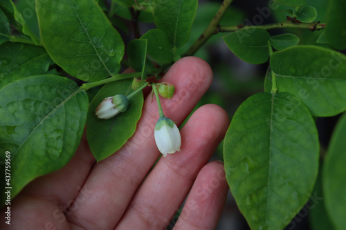 Flowers and leaves of blueberries on the hand.
