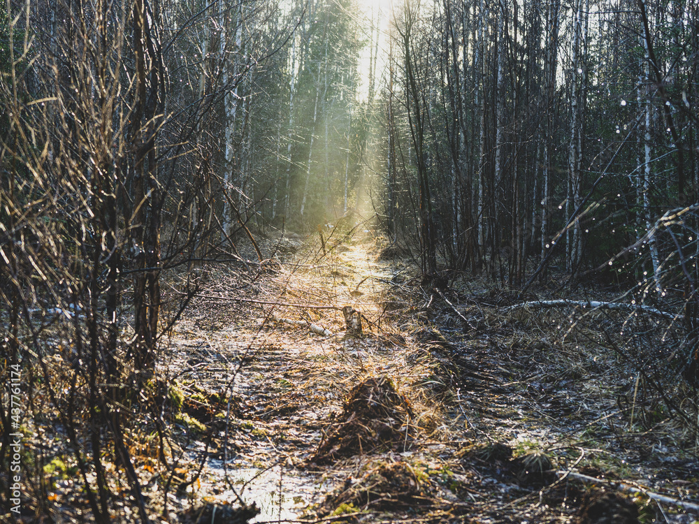 Landscape photo of a forest with a path in the rays of the setting sun Landscape photo of a forest with a path in the rays of the setting sun