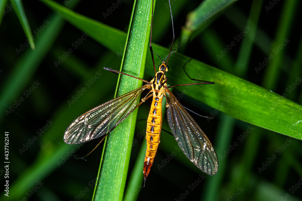 Spotted crane fly (Lat. Nephrotoma appendiculata Spotted crane fly (Lat. Nephrotoma appendiculata