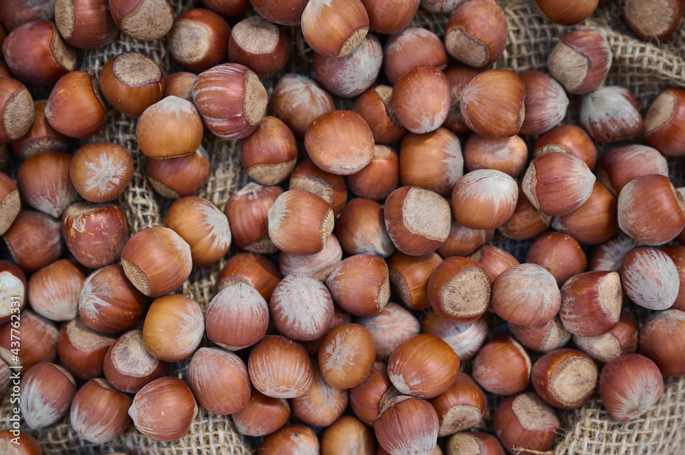Hazelnuts spilled on a burlap sack Hazelnuts spilled on a burlap sack