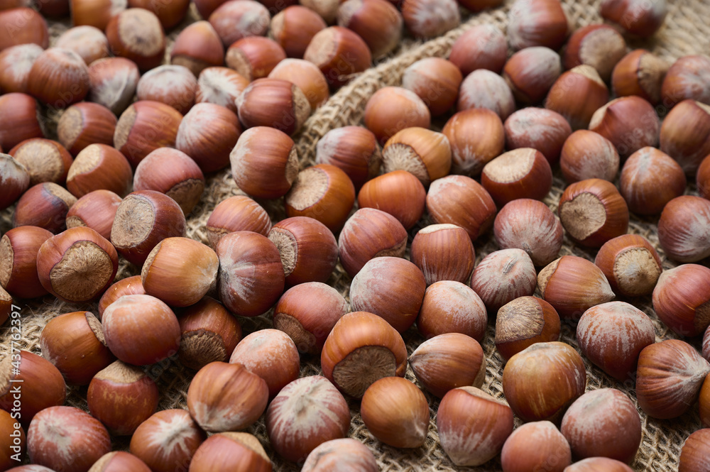 Ripe hazelnuts sprinkled on a burlap sack, a perfect snack Ripe hazelnuts sprinkled on a burlap sack, a perfect snack