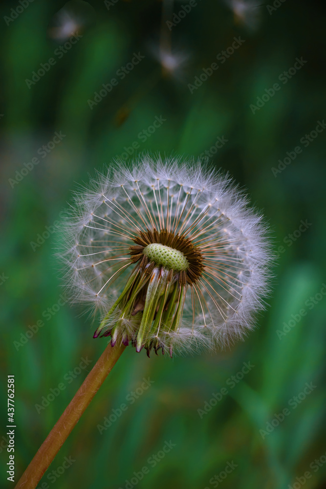 Fototapeta premium Fluffy dandelion on a dark green background with flying seeds.