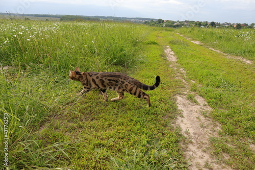 Bengal cat walks in nature in the park in the green grass on a warm sunny day