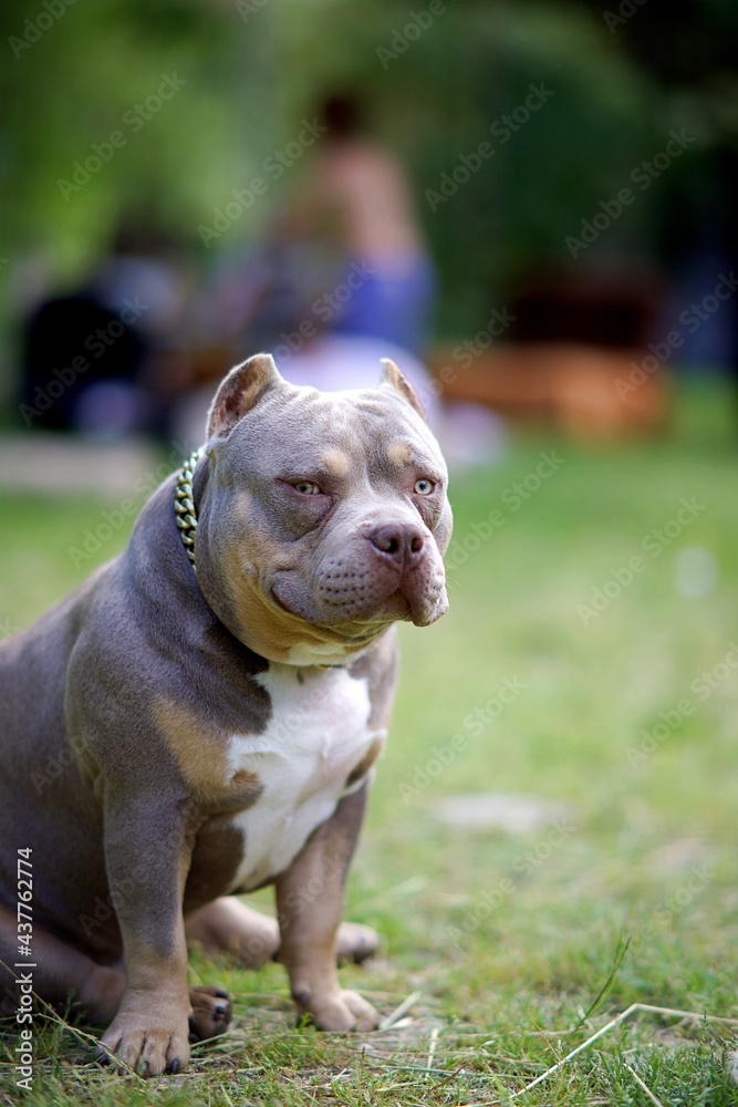 American bully pocket - chien jardin nature campagne - animal domestique