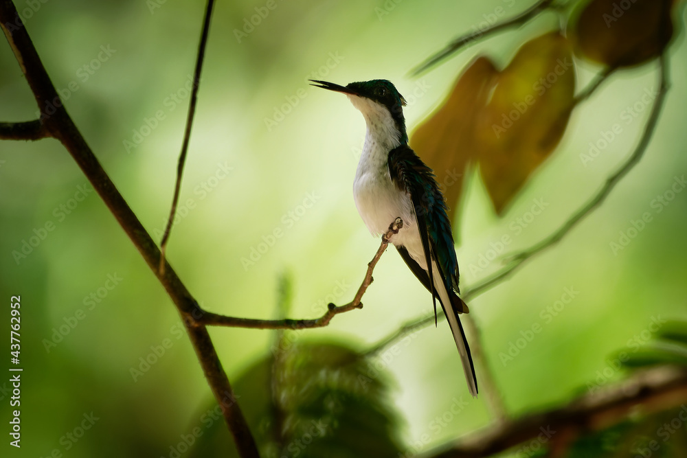 Fototapeta premium Purple-crowned fairy Heliothryx barroti large hummingbird that breeds in the lowlands and hills from southeastern Mexico south to Ecuador, sitting on the green tree in Costa Rica jungle
