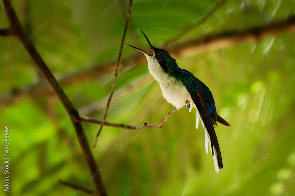 Fototapeta premium Purple-crowned fairy Heliothryx barroti large hummingbird that breeds in the lowlands and hills from southeastern Mexico south to Ecuador, sitting on the green tree in Costa Rica, opened beak