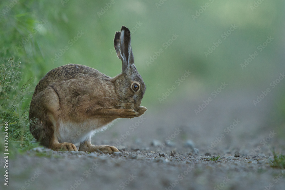 Fototapeta premium Hase 