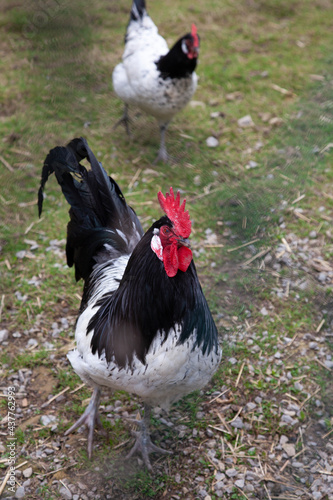 Rooster of the Lakenfelder chick which belongs to the endangered animals